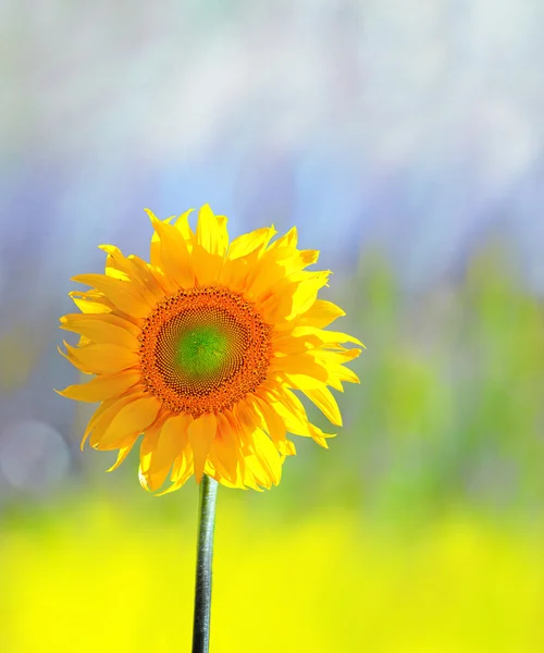 Sunflower — Stock Photo, Image