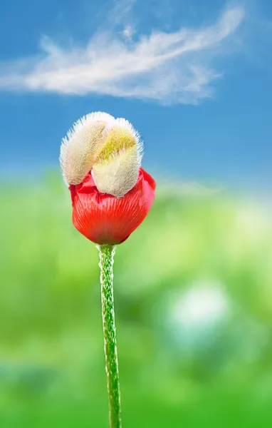 Flor de papoula vermelha — Fotografia de Stock