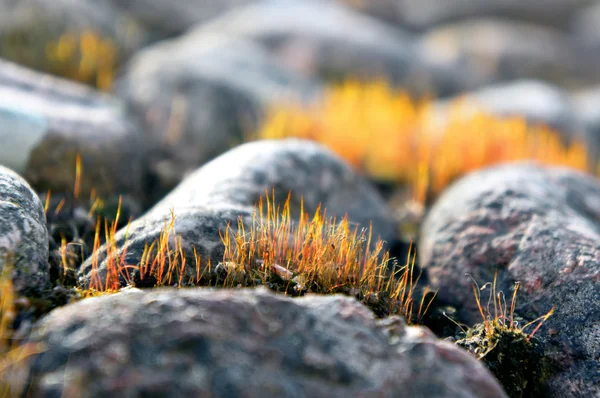 Gula gräset mellan kullerstenar — Stockfoto