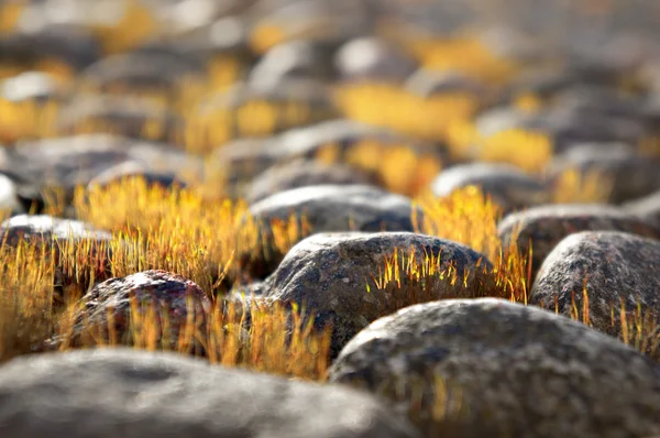 Sarı çim cobblestones arasında — Stok fotoğraf