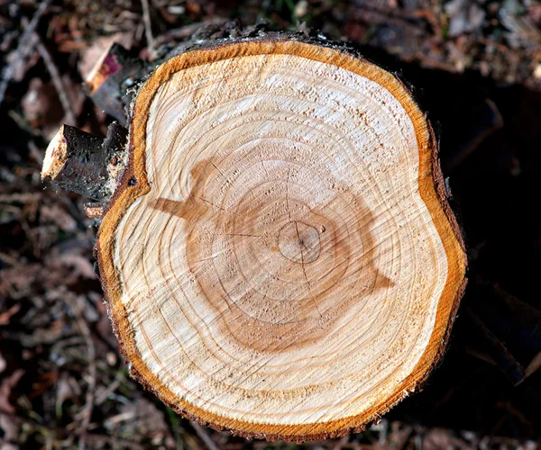 Przekrój drzewa — Zdjęcie stockowe
