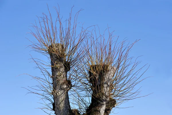 Albero nudo con rami freschi — Foto Stock