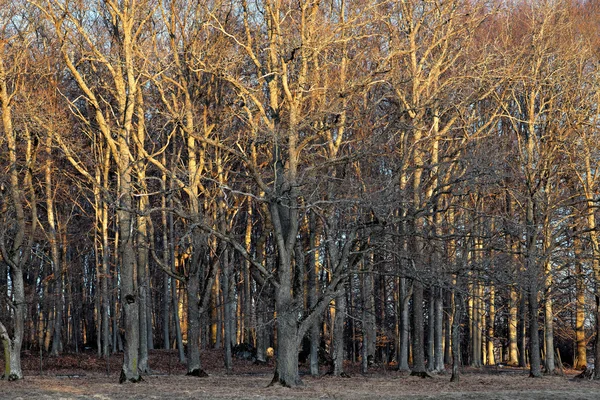 Bare trees in sunshine — Stock Photo, Image