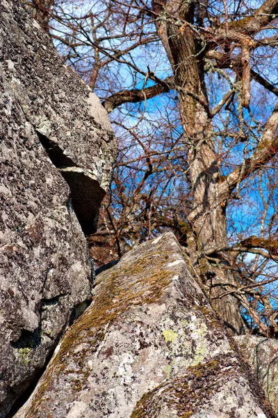 Árbol en paisaje rocoso — Foto de Stock