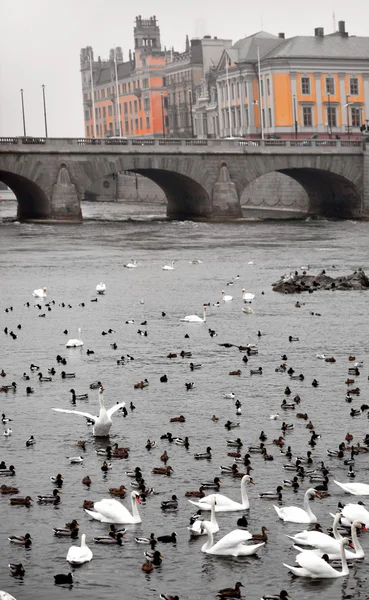 Mořští ptáci ve Stockholmu — Stock fotografie