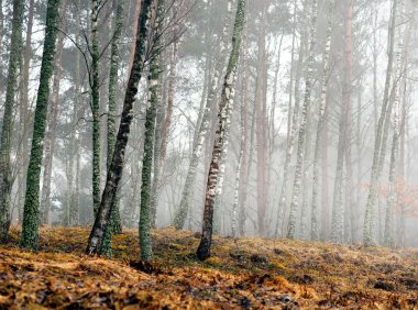 Baharın başında huş ağaçları