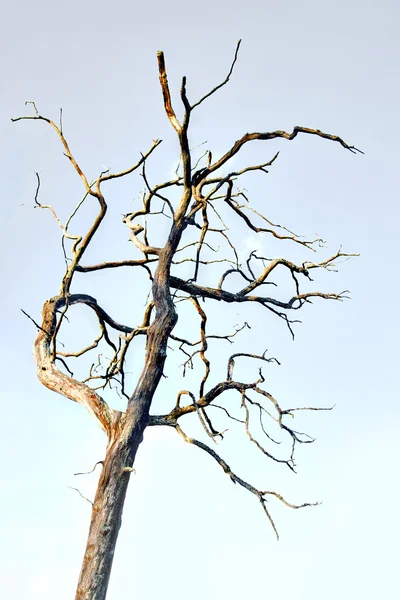 Çıplak yaşlı ağaç — Stok fotoğraf