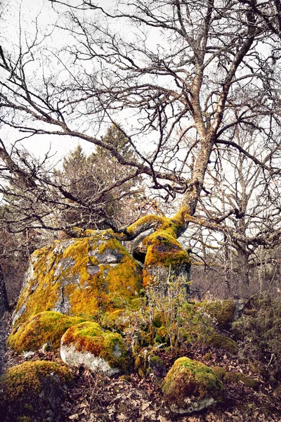 Poderoso árbol viejo —  Fotos de Stock