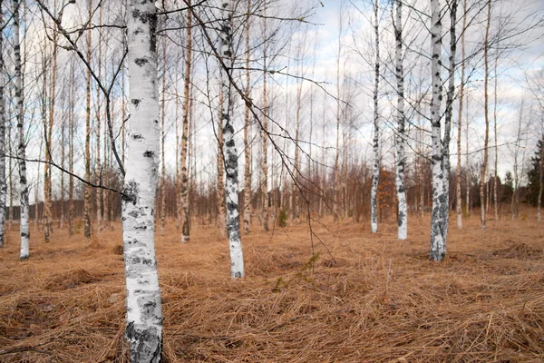 Bare birch trees — Stock Photo, Image
