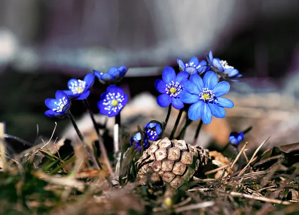 Anémone Hepatica — Photo