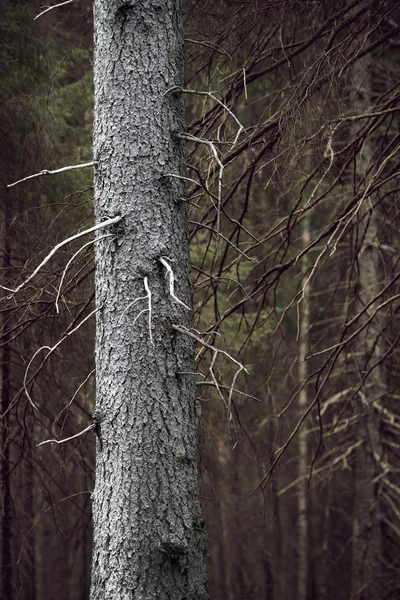 Tronc d'arbre dans la forêt effrayante — Photo