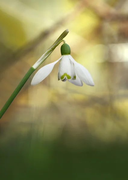Snow drop in yellow and green background — Stock Photo, Image