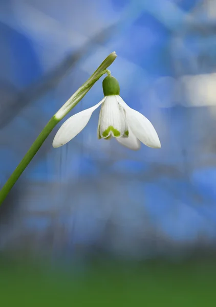 Snow drop on blue background — Stock Photo, Image