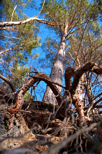 Çam ağacı, çıplak kök — Stok fotoğraf