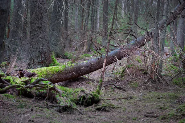 Umgestürzter Baum mit Pilz — Stockfoto