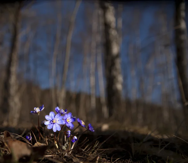 곰 hepatica의 무리 — 스톡 사진