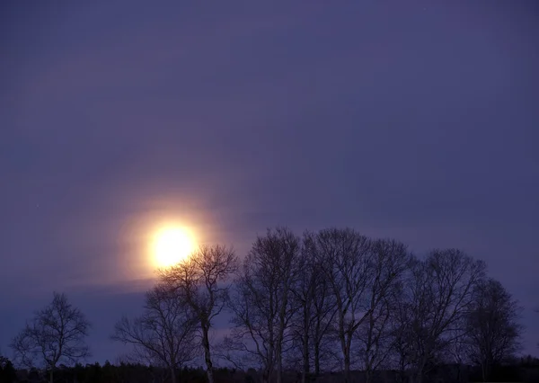 Lua difusa e árvores nuas — Fotografia de Stock