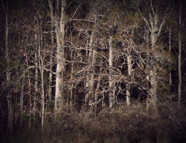 Floresta espessa e assustadora — Fotografia de Stock