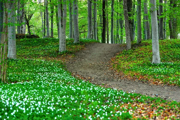 Parc avec fleurs d'anémone du bois — Photo