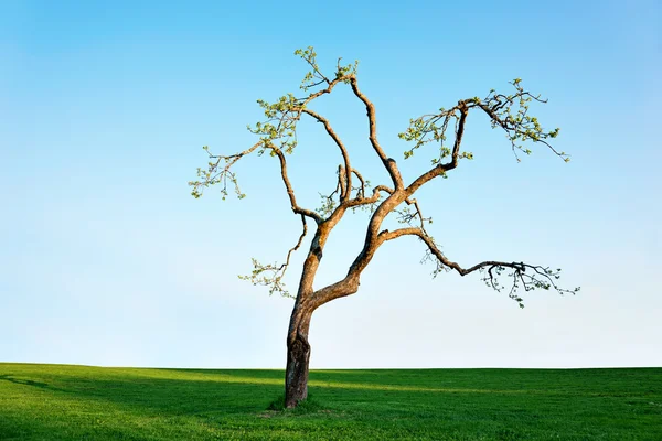 Gamla äppelträd — Stockfoto