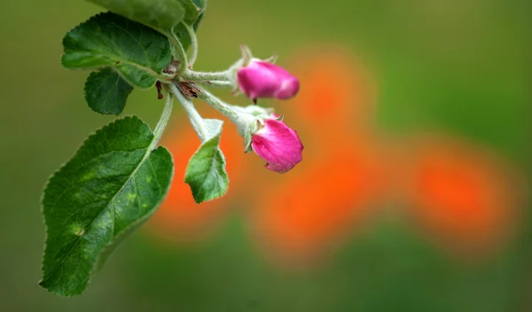 关于苹果树芽 — 图库照片