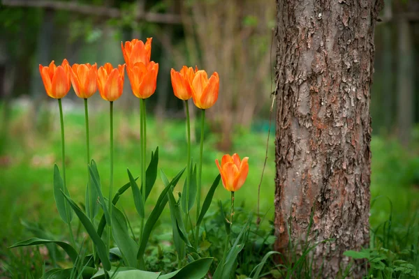 Orange tulips — Stock Photo, Image