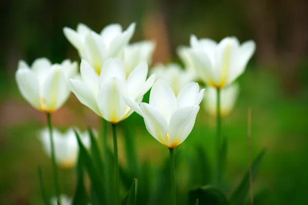 Tulipas amarelas e brancas — Fotografia de Stock