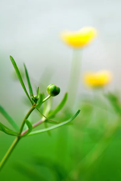 Bud of buttercup — Stock Photo, Image
