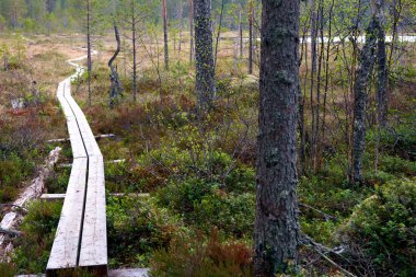 patika İskandinav wilderness içinde