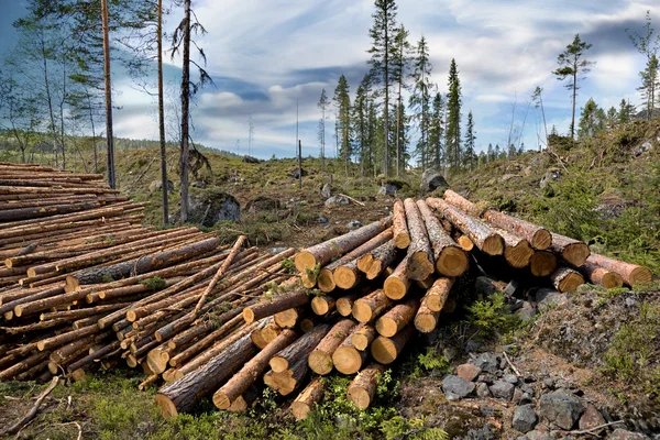 Pile de bois — Photo