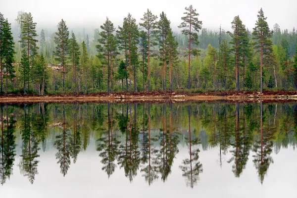 Pine trees reflected in tarn — Stock Photo, Image