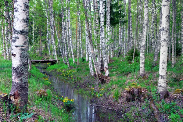 Березовый лес с оврагом — стоковое фото