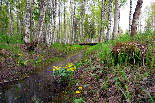 Marais fleurs de souci dans la forêt scandinave — Photo