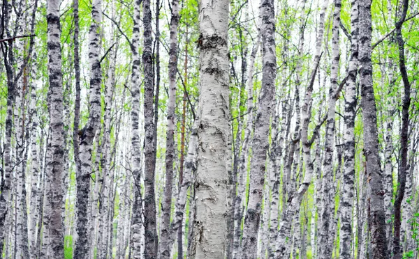 白桦树的树干 — 图库照片