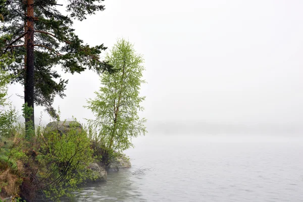 Kleine birch tree door zee in de mist — Stockfoto