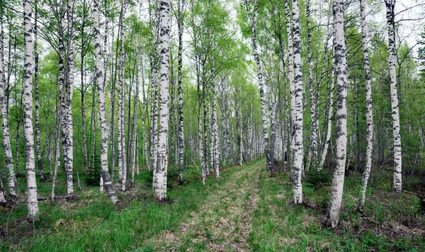 Schwedischer Birkenwald — Stockfoto