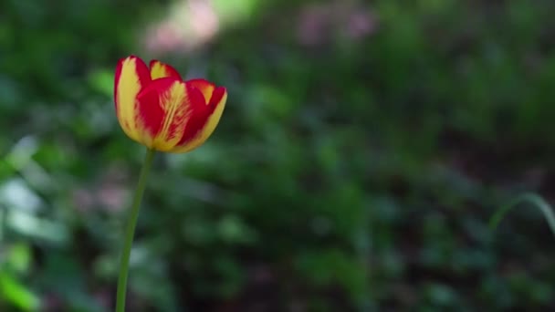 Red and yellow tulip — Stock Video