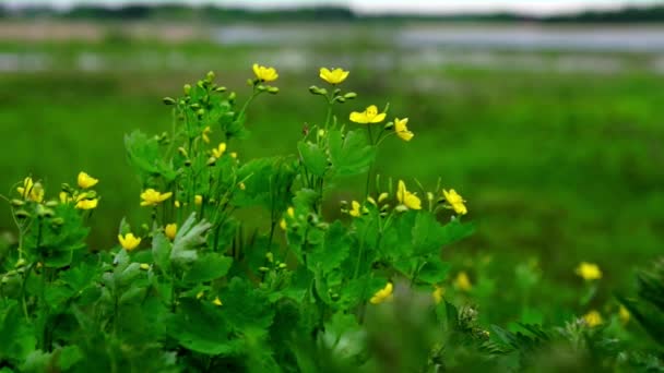 Chelidonium majus. meer stinkende gouwe — Stockvideo