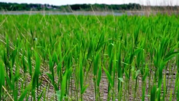 herbe verte luxuriante soufflant dans le vent 