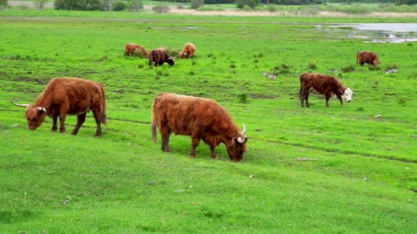 Коровы пасутся в поле — стоковое видео