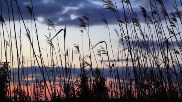 Reed flytta försiktigt i vinden. — Stockvideo