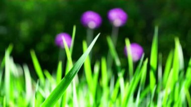 çim ve allium çiçekler