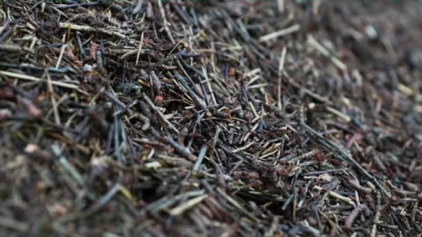 Nid de fourmis 