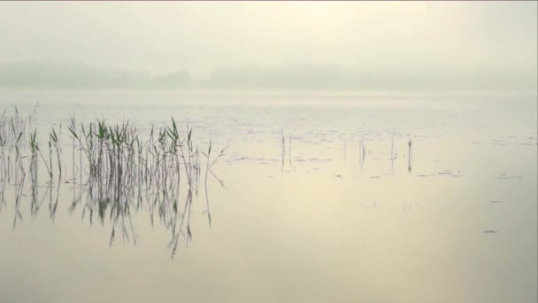 Lago con cañas reflejadas en el agua — Vídeos de Stock