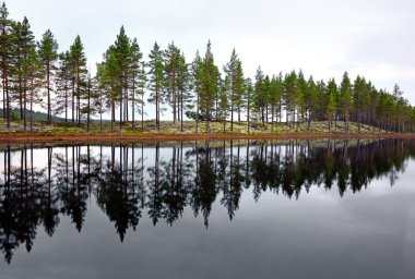 İskandinav Gölü ile iğne yapraklılar