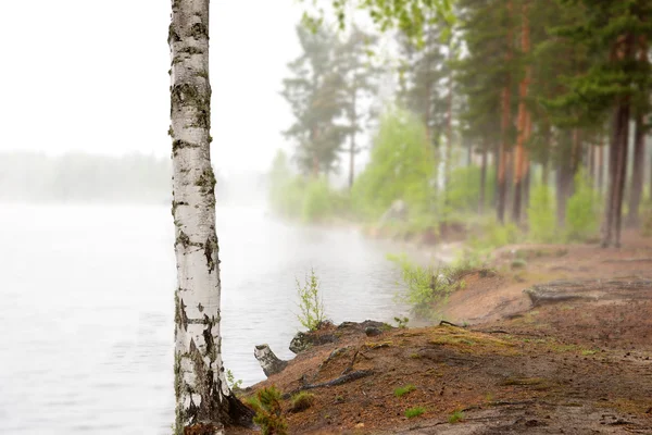 Bříza zamlžené jezero — Stock fotografie