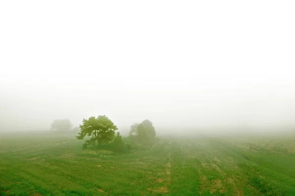 Πεδίο στην ομίχλη το πρωί — Φωτογραφία Αρχείου