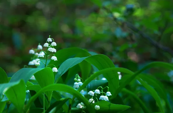 Lily z doliny. — Zdjęcie stockowe