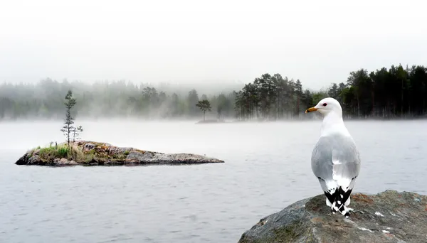 霧の湖 — ストック写真