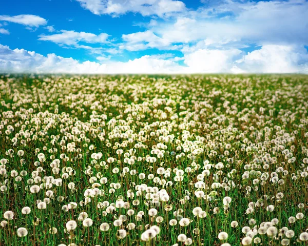 Paardenbloemen — Stockfoto